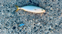 ワカシの釣果
