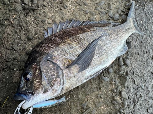 チヌの釣果