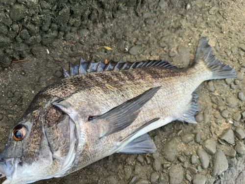 チヌの釣果