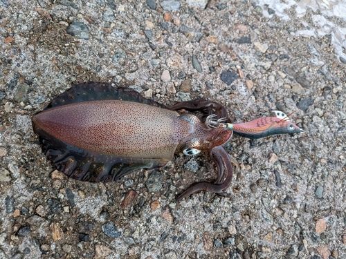 アオリイカの釣果