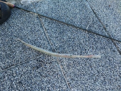 ヤガラの釣果