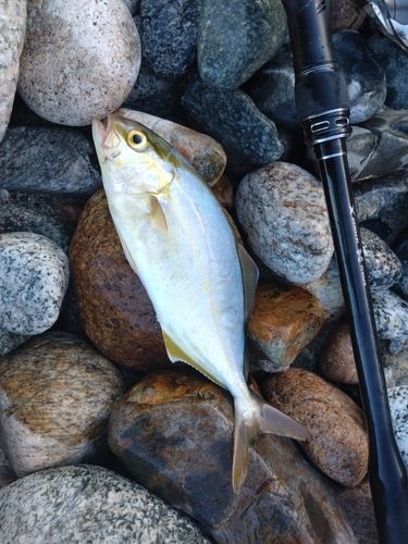 ツバイソの釣果