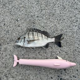 チヌ