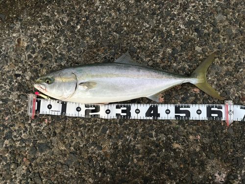 メジロの釣果