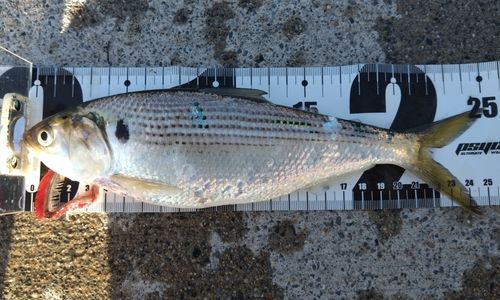 コノシロの釣果