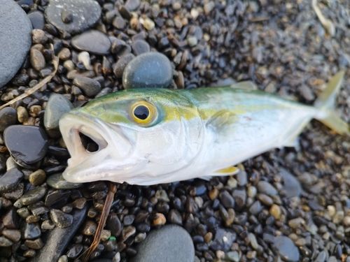 ワカシの釣果