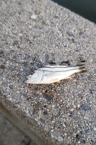 コトヒキの釣果
