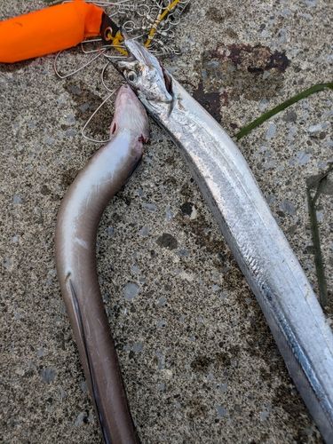 タチウオの釣果
