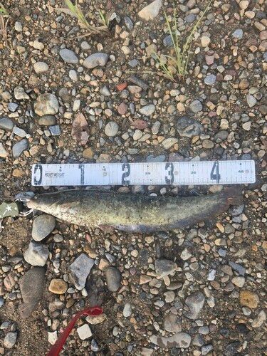 ナマズの釣果
