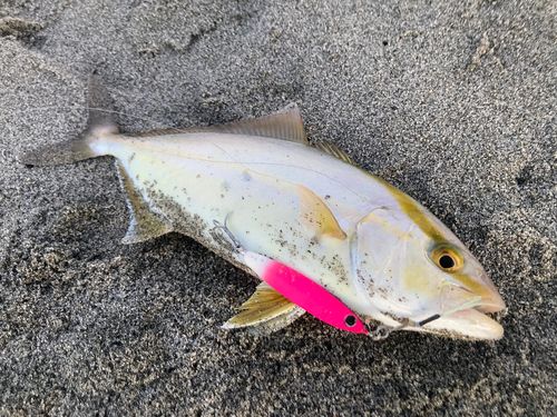 ショゴの釣果