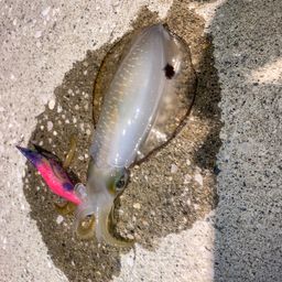 アオリイカ