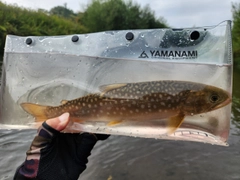 アメマスの釣果