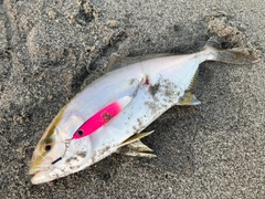 ショゴの釣果