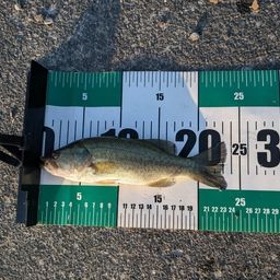 ラージマウスバス