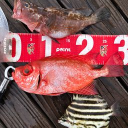 チカメキントキ