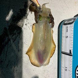 アオリイカ