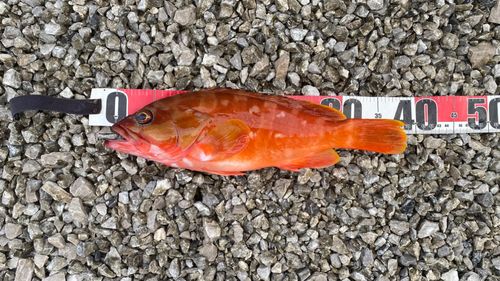 アカハタの釣果