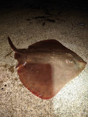 釣果