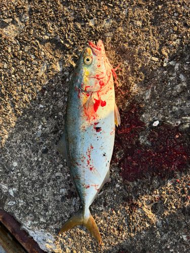 フクラギの釣果