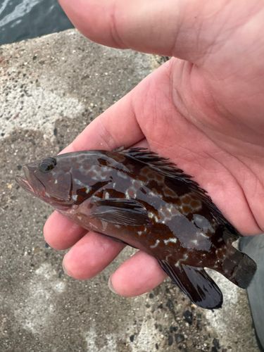 キジハタの釣果