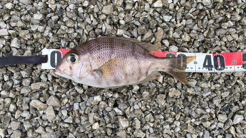 メイチダイの釣果