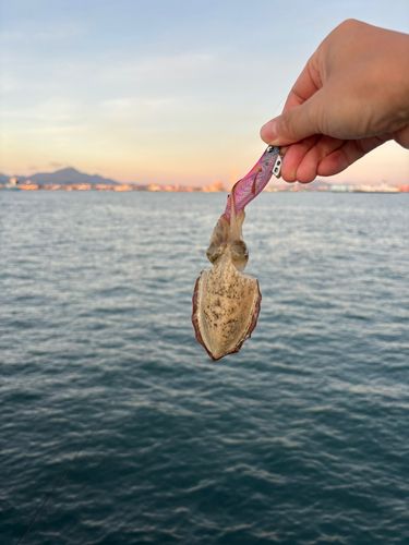 コウイカの釣果