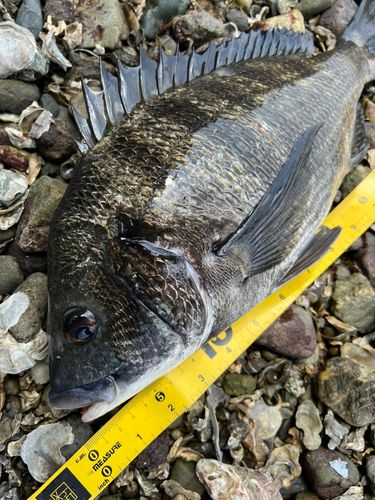 クロダイの釣果
