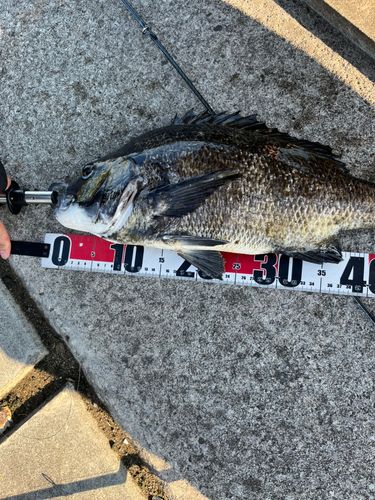 チヌの釣果