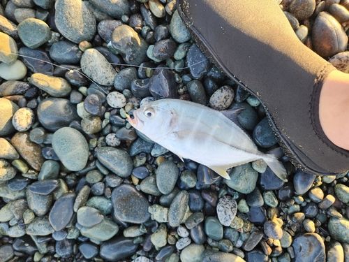 メッキの釣果
