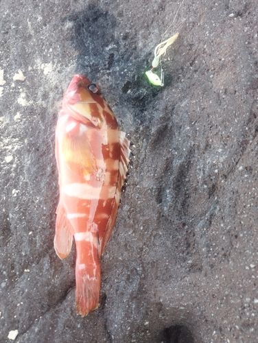 アカハタの釣果