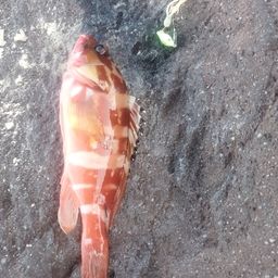 アカハタ