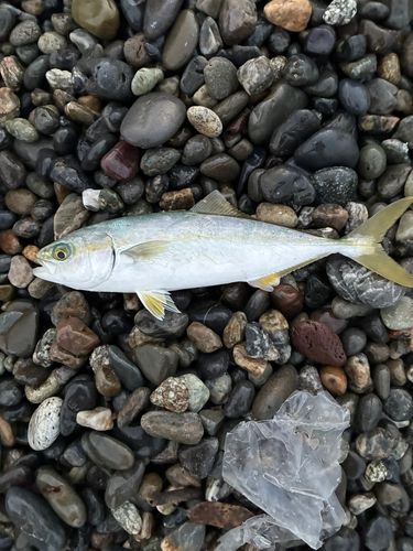 ワカシの釣果