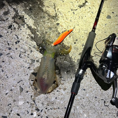アオリイカの釣果