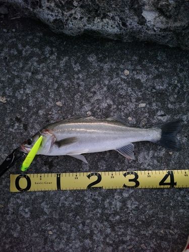 スズキの釣果