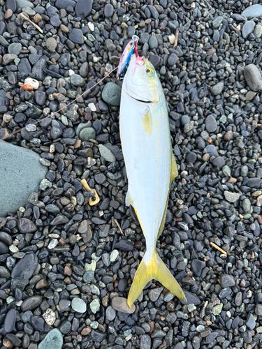 ワカシの釣果
