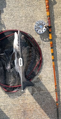 クロダイの釣果