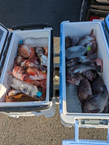 タヌキメバルの釣果