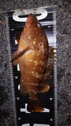 アコウの釣果