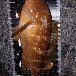 アコウ