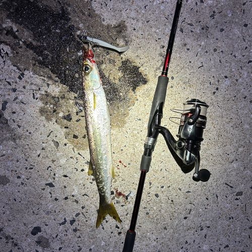アカカマスの釣果