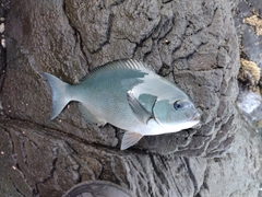 オナガグレの釣果