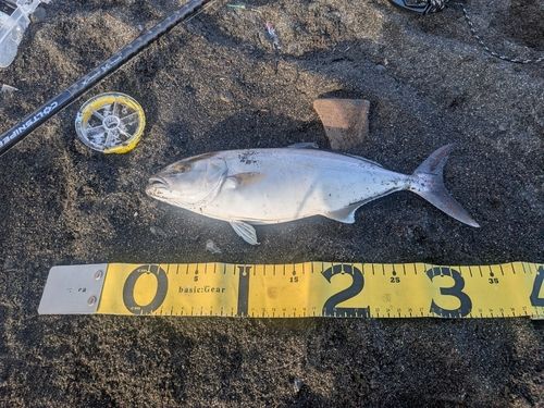 ショゴの釣果