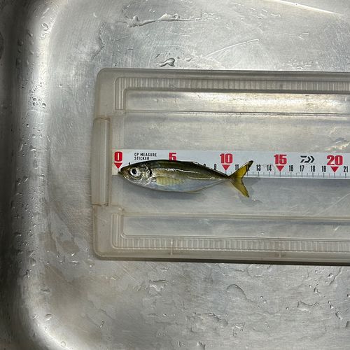 マアジの釣果