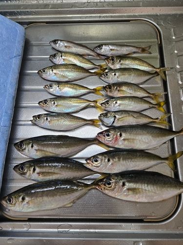 マアジの釣果