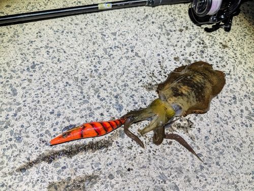 アオリイカの釣果