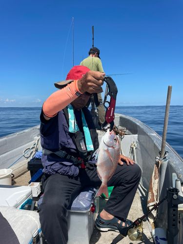 ハナダイの釣果