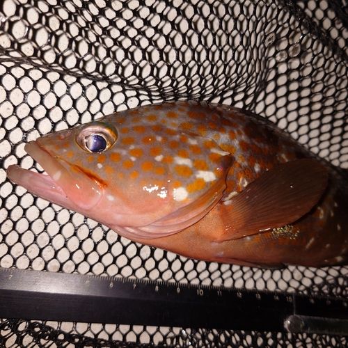 キジハタの釣果