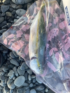ワカシの釣果