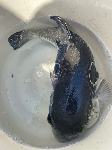 トラフグの釣果