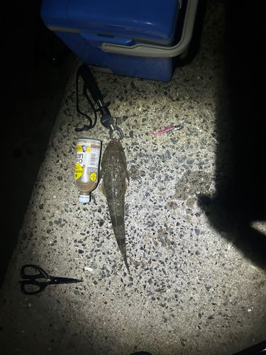 マゴチの釣果